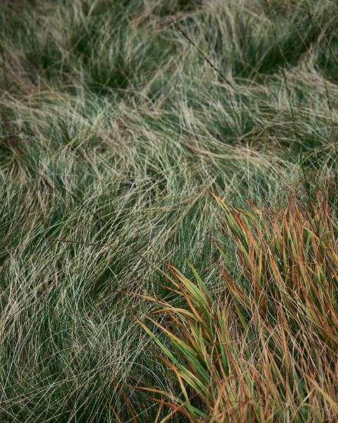 Grass patterns