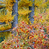 Rowan and Larches