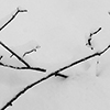 Branches caught in the snow
