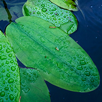 Lily pond, Alhambra