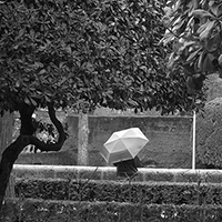 Umbrella topiary
