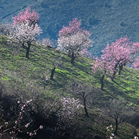 Orchard in bloom