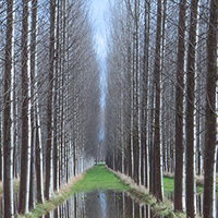 Receding Poplars
