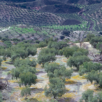 Olive groves