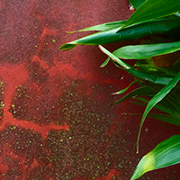 Red wall with pot-plant