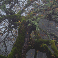 Foggy cork oak grove - 1