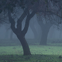 Cork oaks in the fog - 1