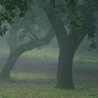 Cork oaks in the fog - 2