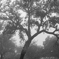 Foggy cork oak grove - 2