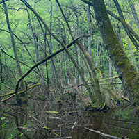Into the swamp
