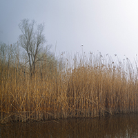 Reeds in the mist