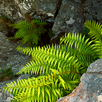Ferns
