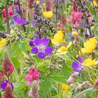 Wildflowers