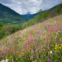 Wildflower meadow