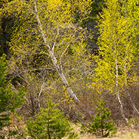 Leaning trees