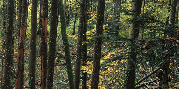  Forests, woods and trees