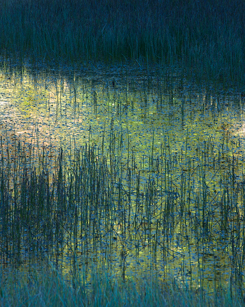 Impressionistic pond