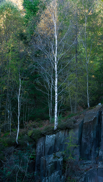 Silver Birches Above the Quarry
