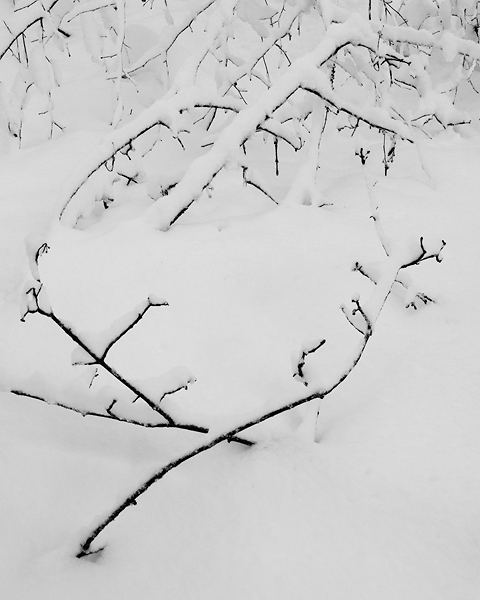 Branches caught in the snow