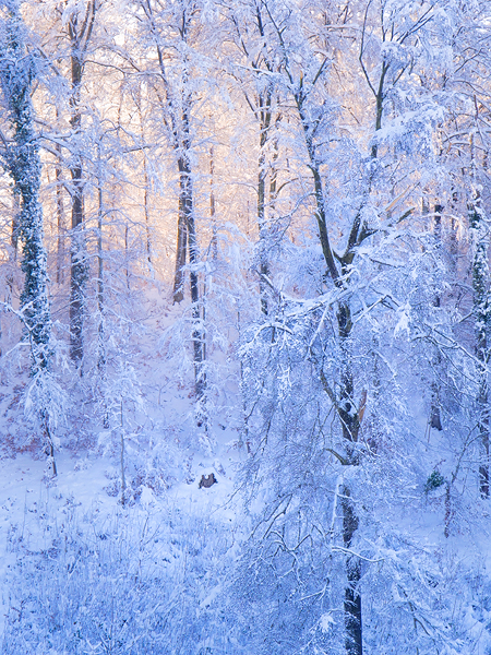 Snow woodland