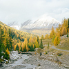 Alpine larch forest