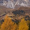 Larch and Dolomites