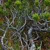 Dwarf pine